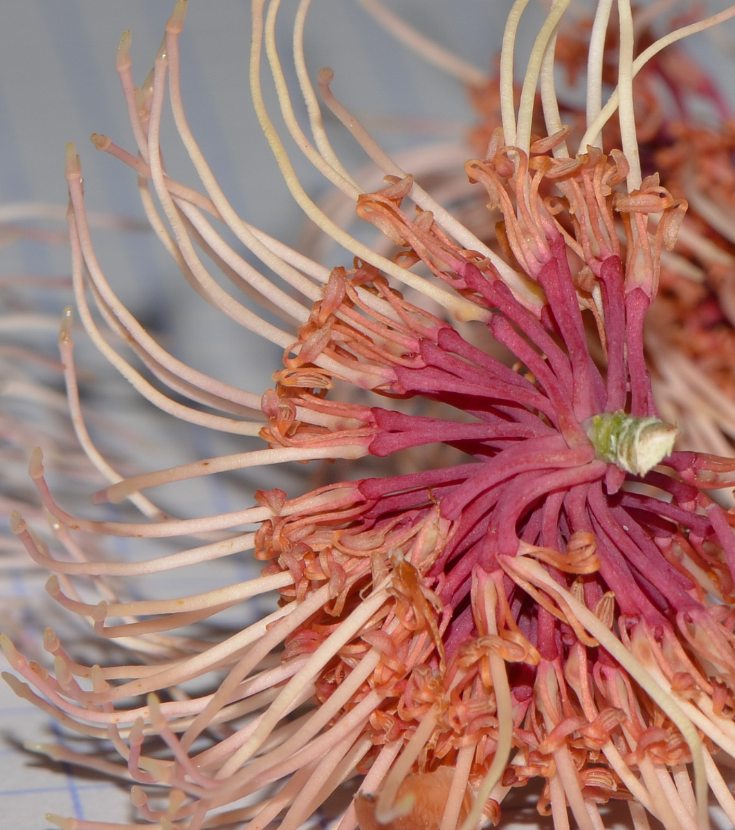 Image of Hakea multilineata specimen.