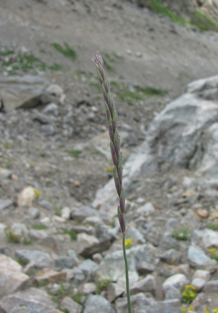 Изображение особи Elymus buschianus.