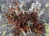 Cetraria islandica
