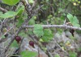 Grossularia reclinata. Часть ветви со зрелыми плодами. Кабардино-Балкария, Эльбрусский р-н, окр. пос. Эльбрус, ок. 1800 м н.у.м., каменистое место на склоне горы. 22.08.2017.