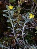 Odontarrhena obovata