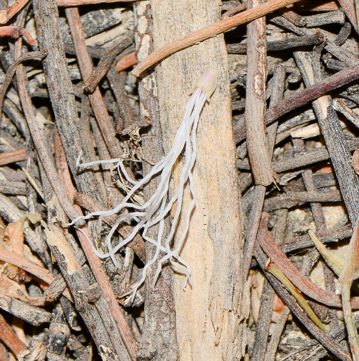 Image of Dichrostachys cinerea specimen.