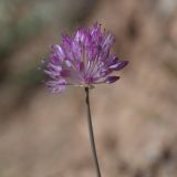 Allium caricifolium. Соцветие. Киргизия, Алайский хр., ур. Арчаты 15 км СВ пер. Талдык, 2750 м н.у.м., щебнисто-глинистый склон. 22.07.2017.