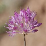 Allium caricifolium. Соцветие. Киргизия, Алайский хр., ур. Арчаты 15 км СВ пер. Талдык, 2750 м н.у.м., щебнисто-глинистый склон. 22.07.2017.