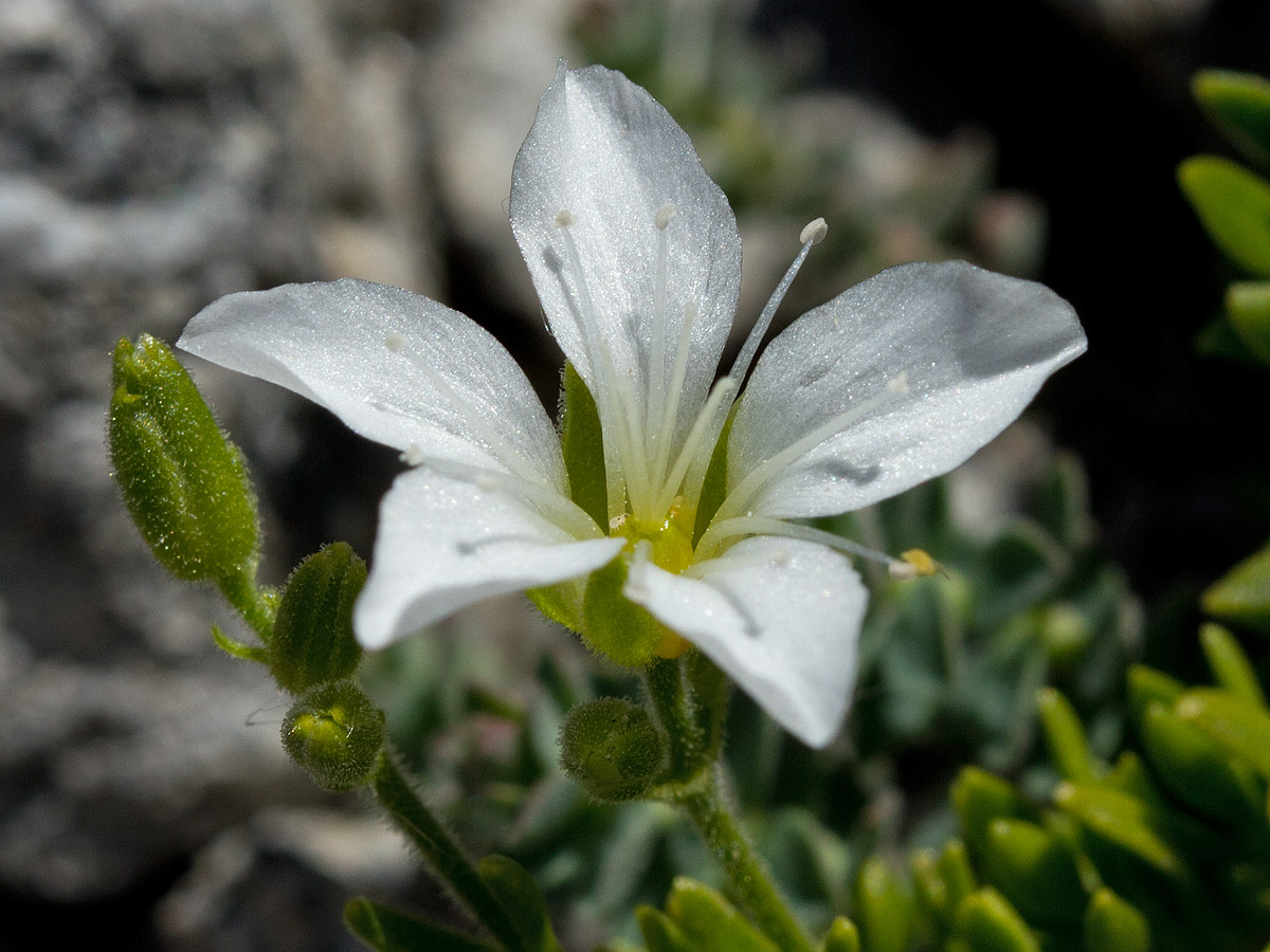 Image of Arenaria cretica specimen.