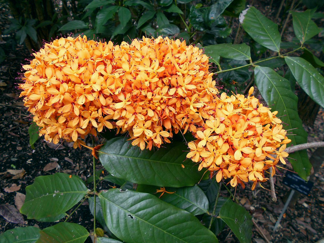 Image of Saraca indica specimen.