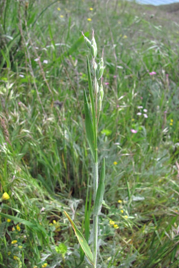 Изображение особи Bromus hordeaceus.