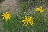 Euryops speciosissimus