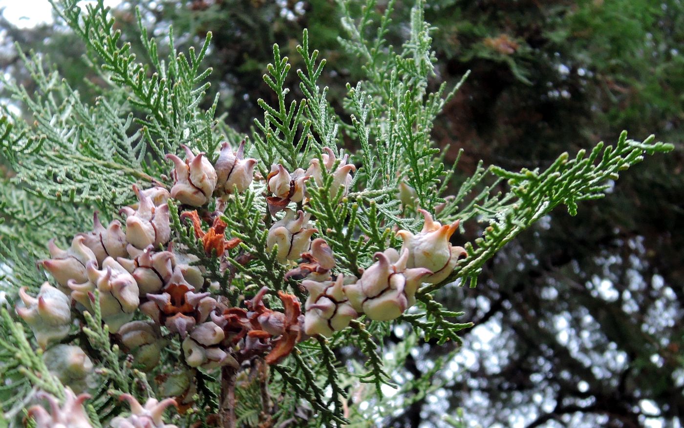 Изображение особи Platycladus orientalis.