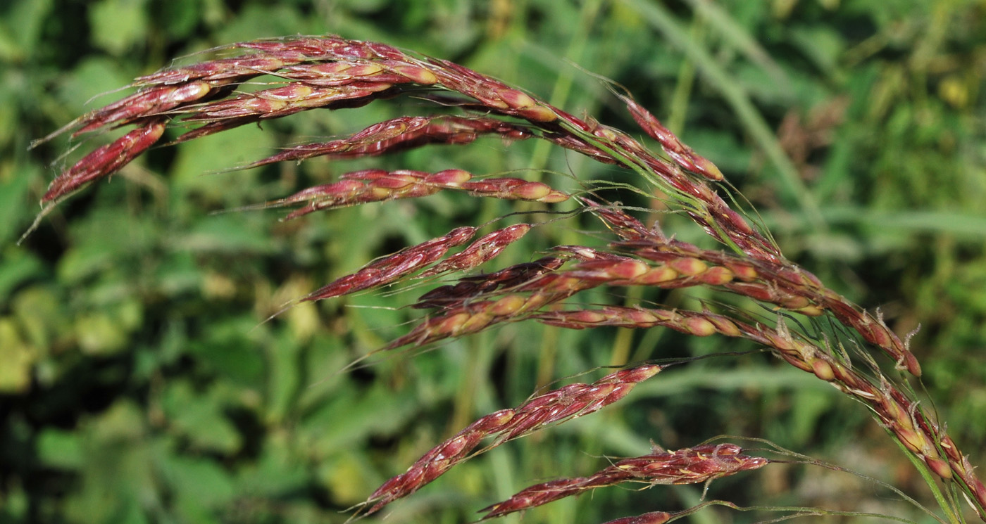 Image of Sorghum halepense specimen.