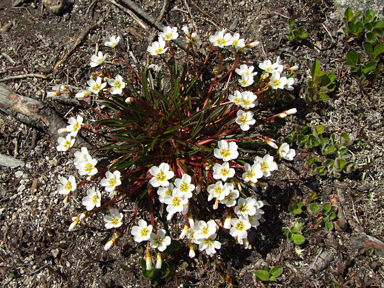 Image of Claytonia soczaviana specimen.