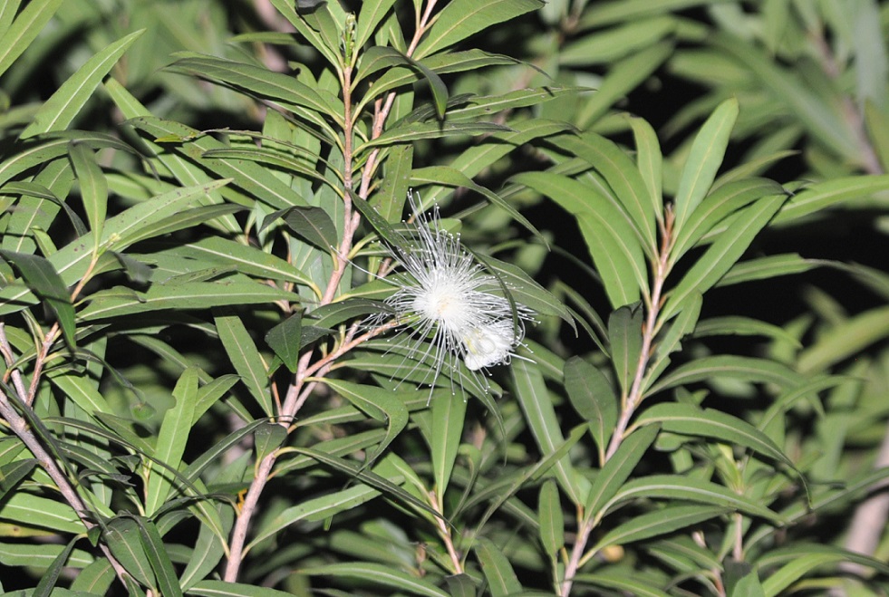 Image of familia Myrtaceae specimen.