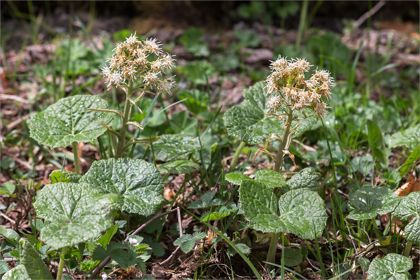 Image of Petasites albus specimen.