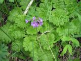 Primula kaufmanniana