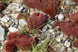 Bryum cryophilum