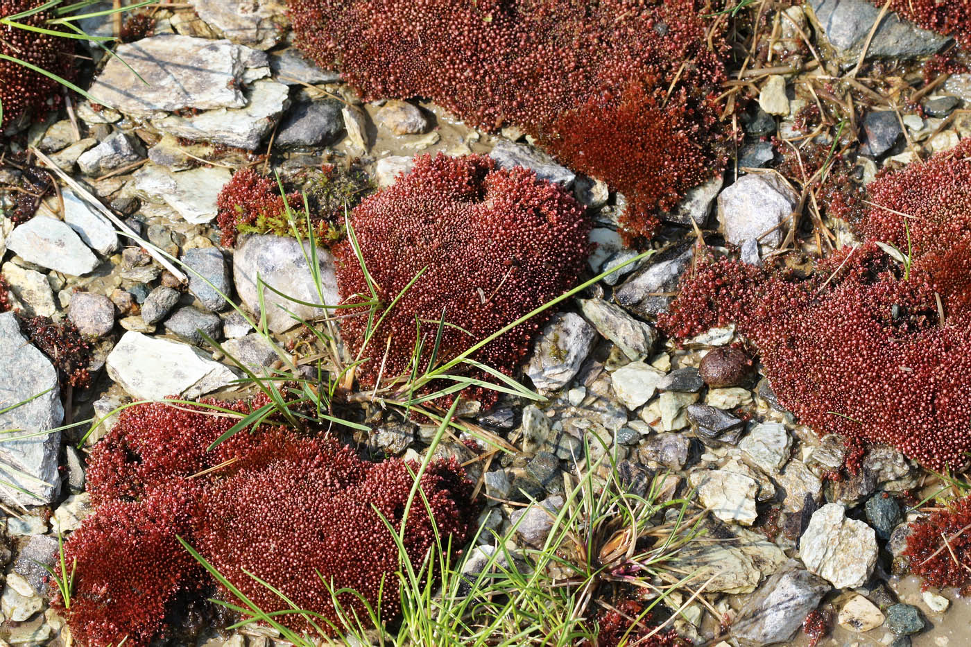 Image of Bryum cryophilum specimen.