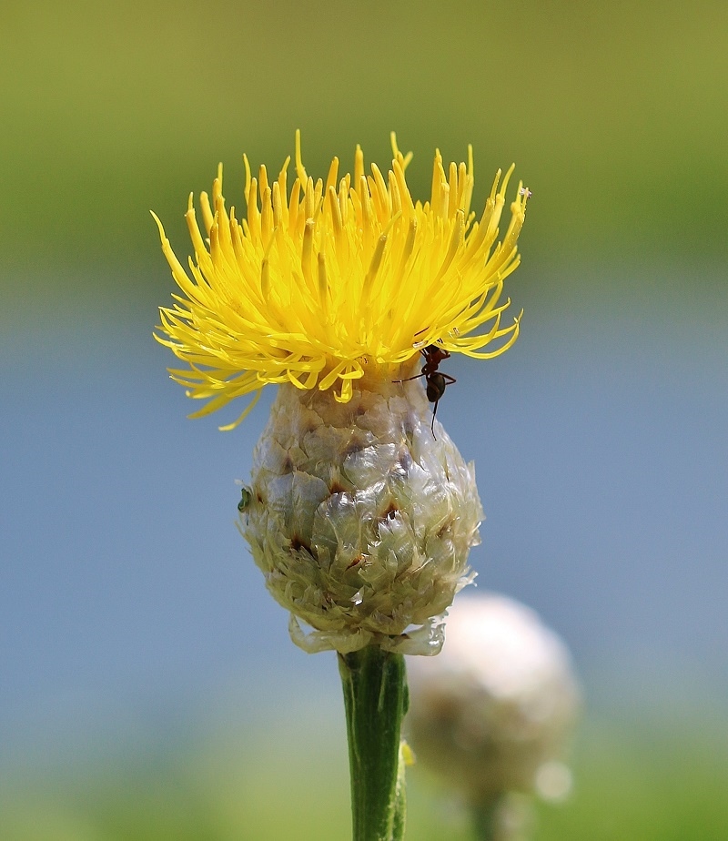 Изображение особи Chartolepis biebersteinii.