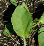 Alisma plantago-aquatica