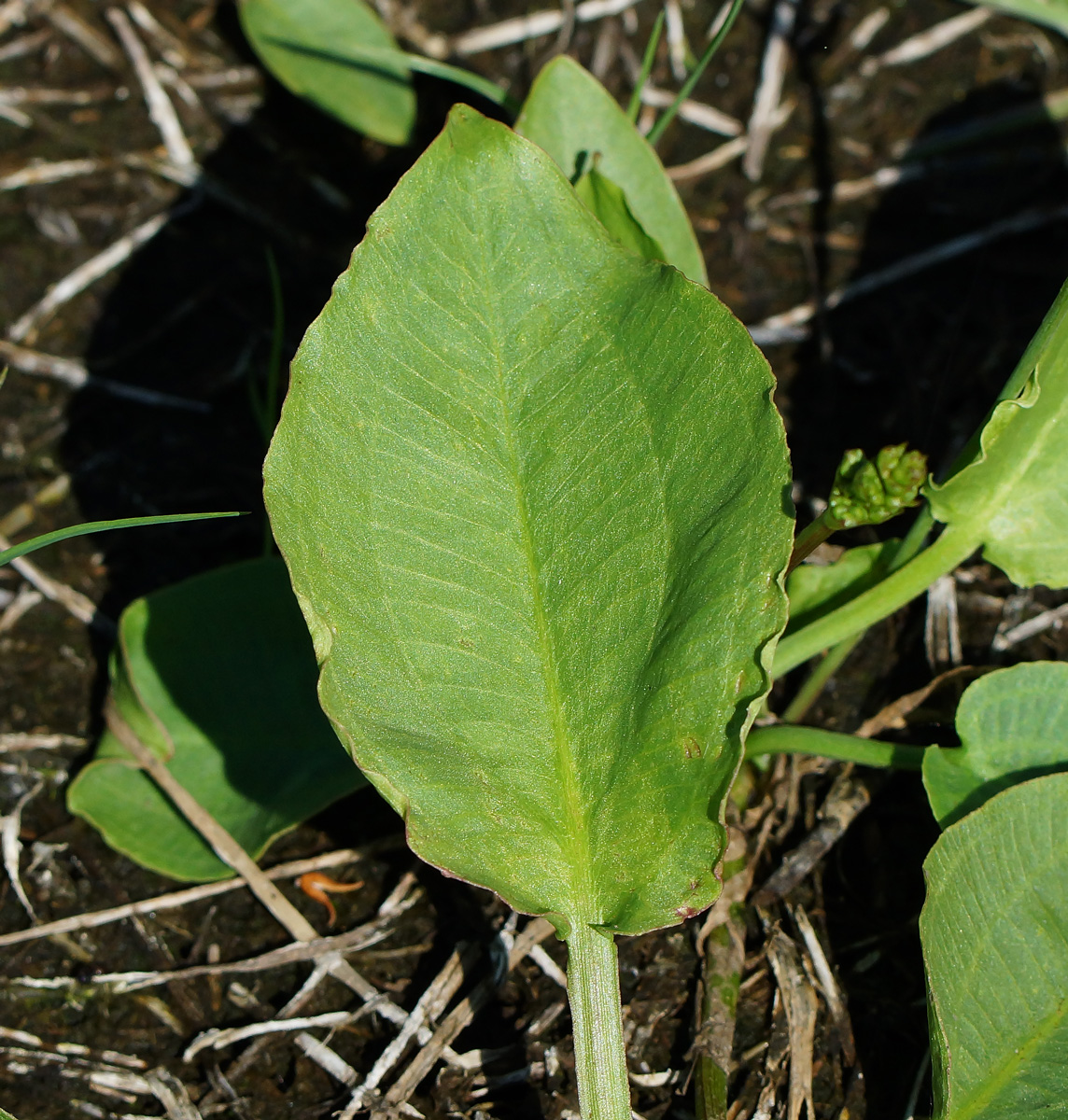 Image of Alisma plantago-aquatica specimen.