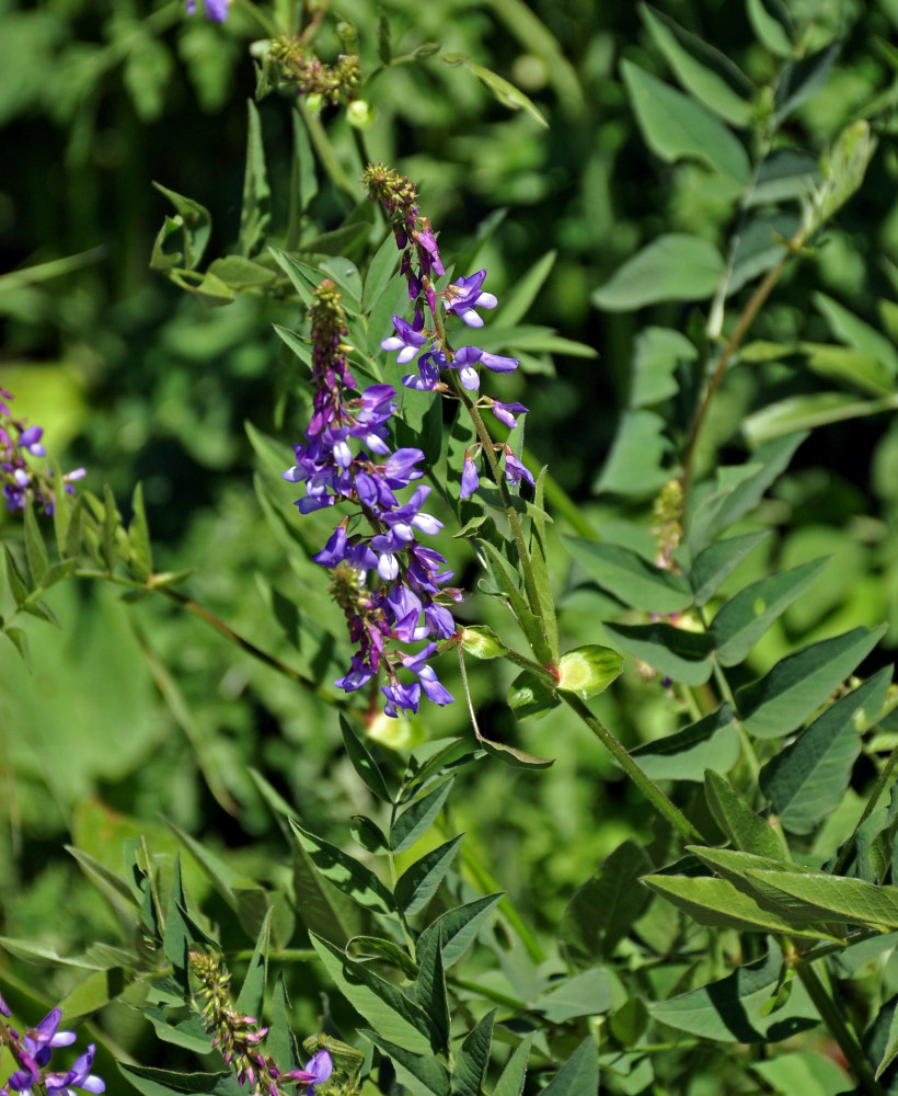 Изображение особи Galega orientalis.