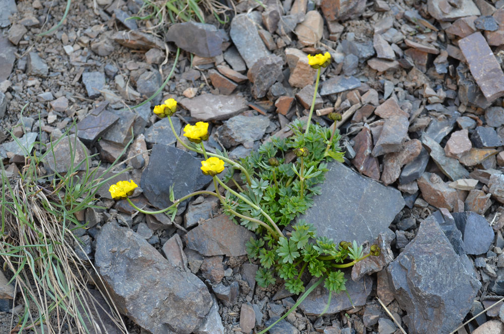 Изображение особи Ranunculus rufosepalus.