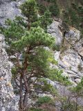 Pinus sylvestris subspecies hamata. Дерево на горном склоне. Северная Осетия, Куртатинское ущелье. 06.05.2010.