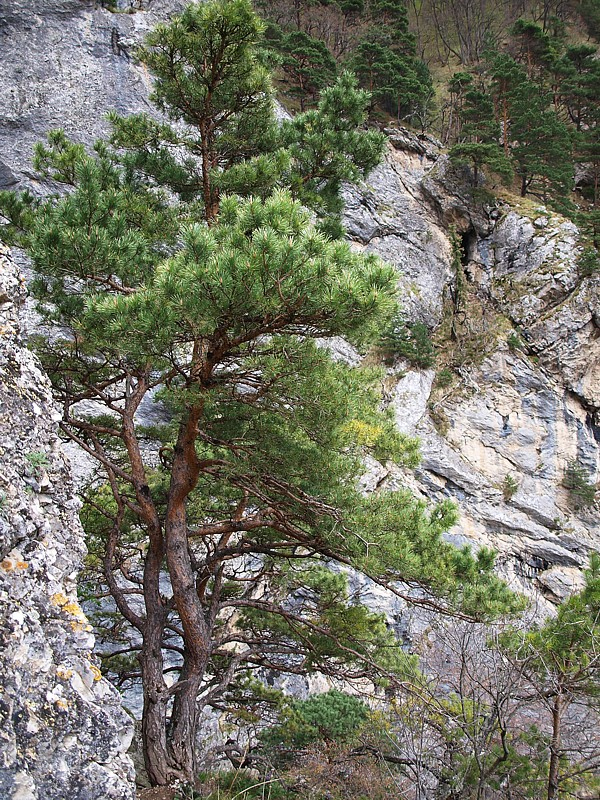 Изображение особи Pinus sylvestris ssp. hamata.