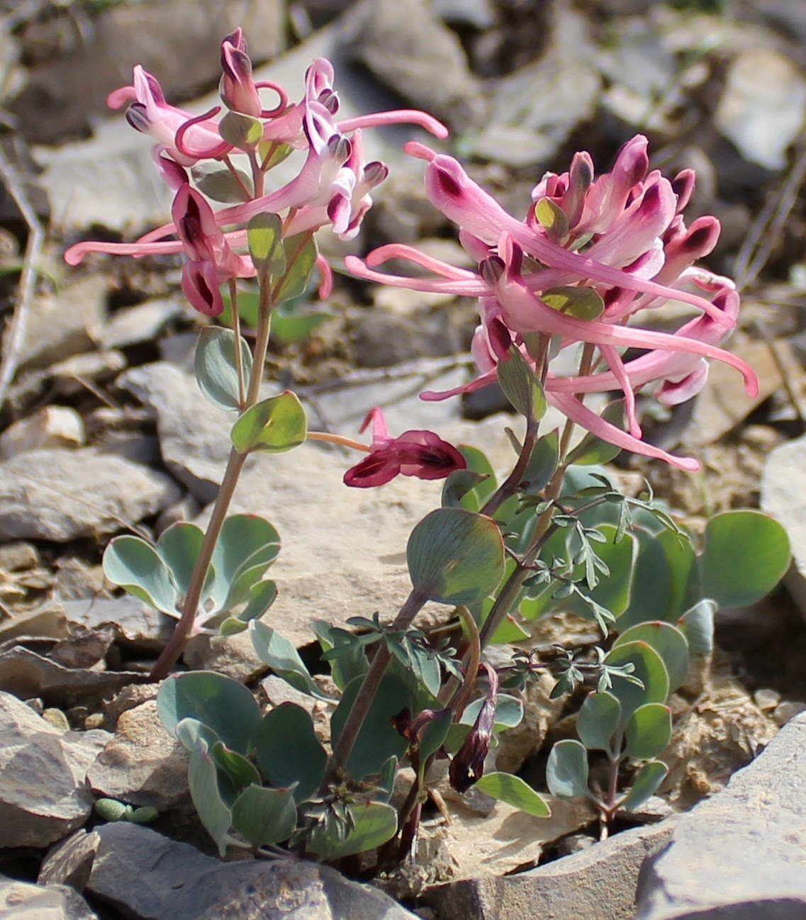 Image of Corydalis kamelinii specimen.