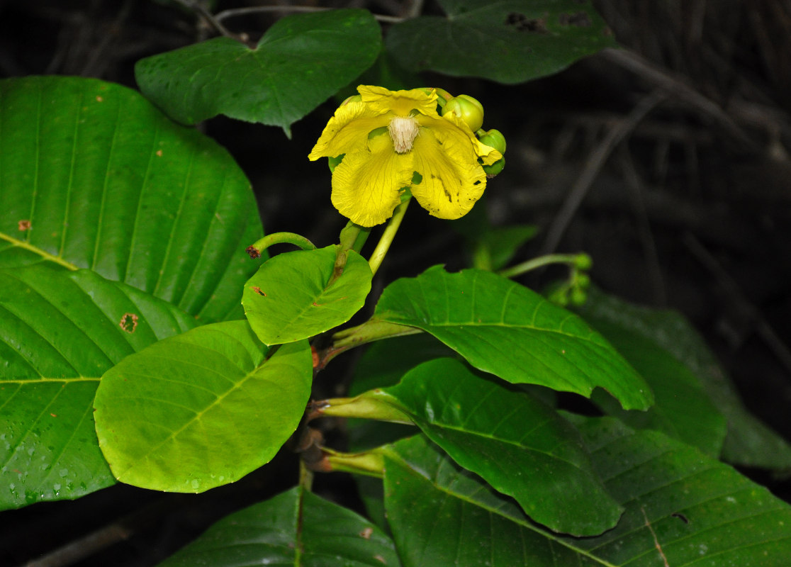 Image of Dillenia suffruticosa specimen.