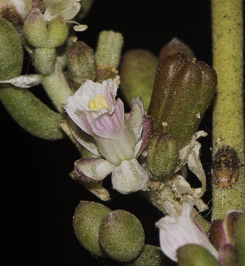 Изображение особи Tetraena gaetula.