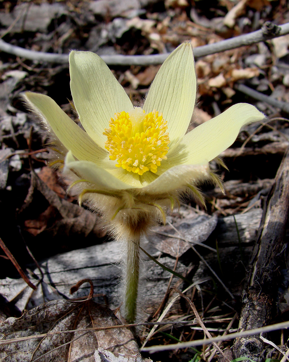 Изображение особи Pulsatilla orientali-sibirica.