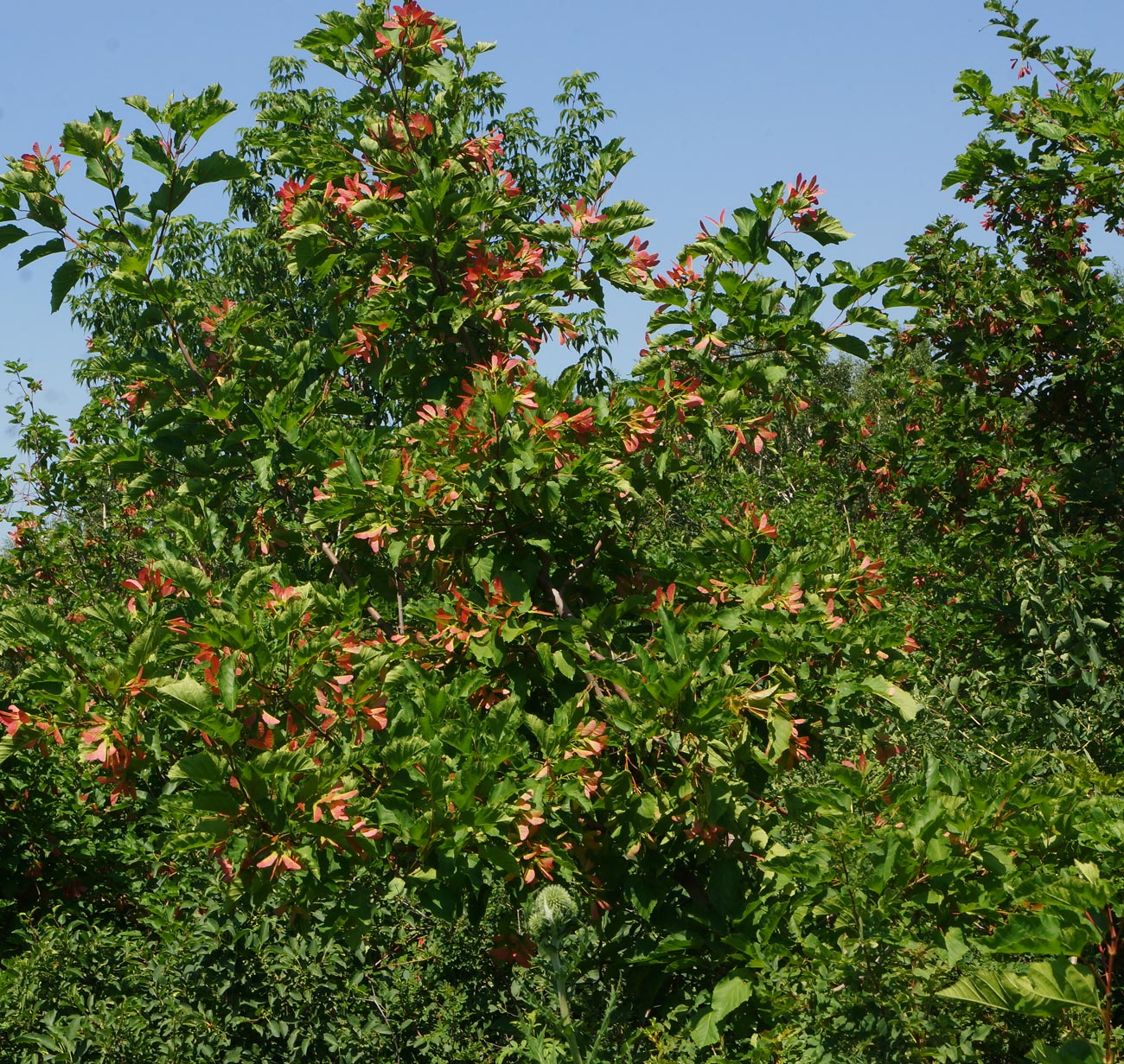 Image of Acer tataricum specimen.