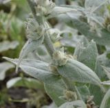 genus Verbascum