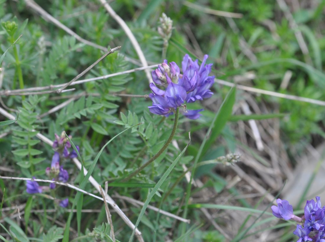 Изображение особи Oxytropis albana.