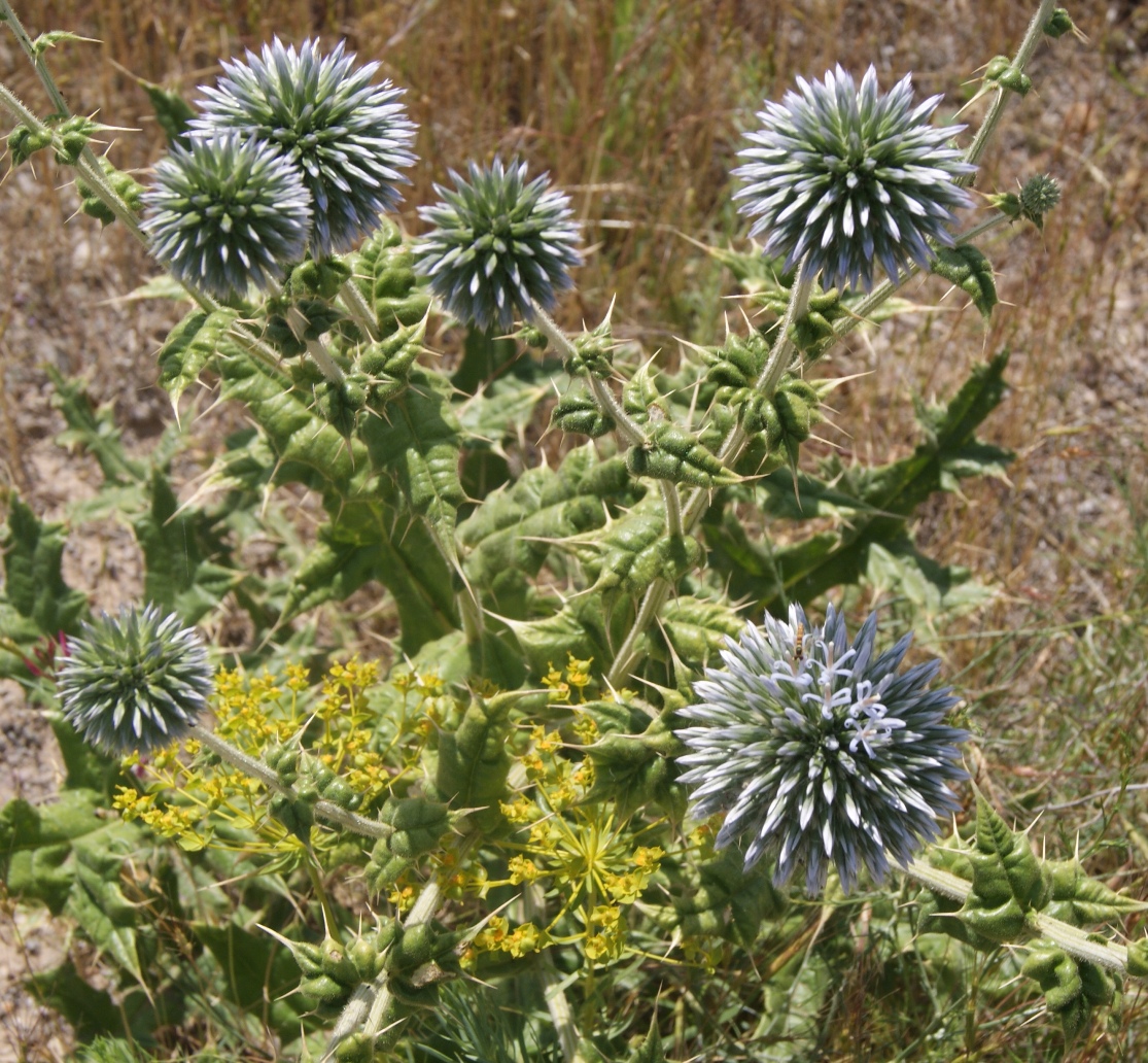 Image of genus Echinops specimen.