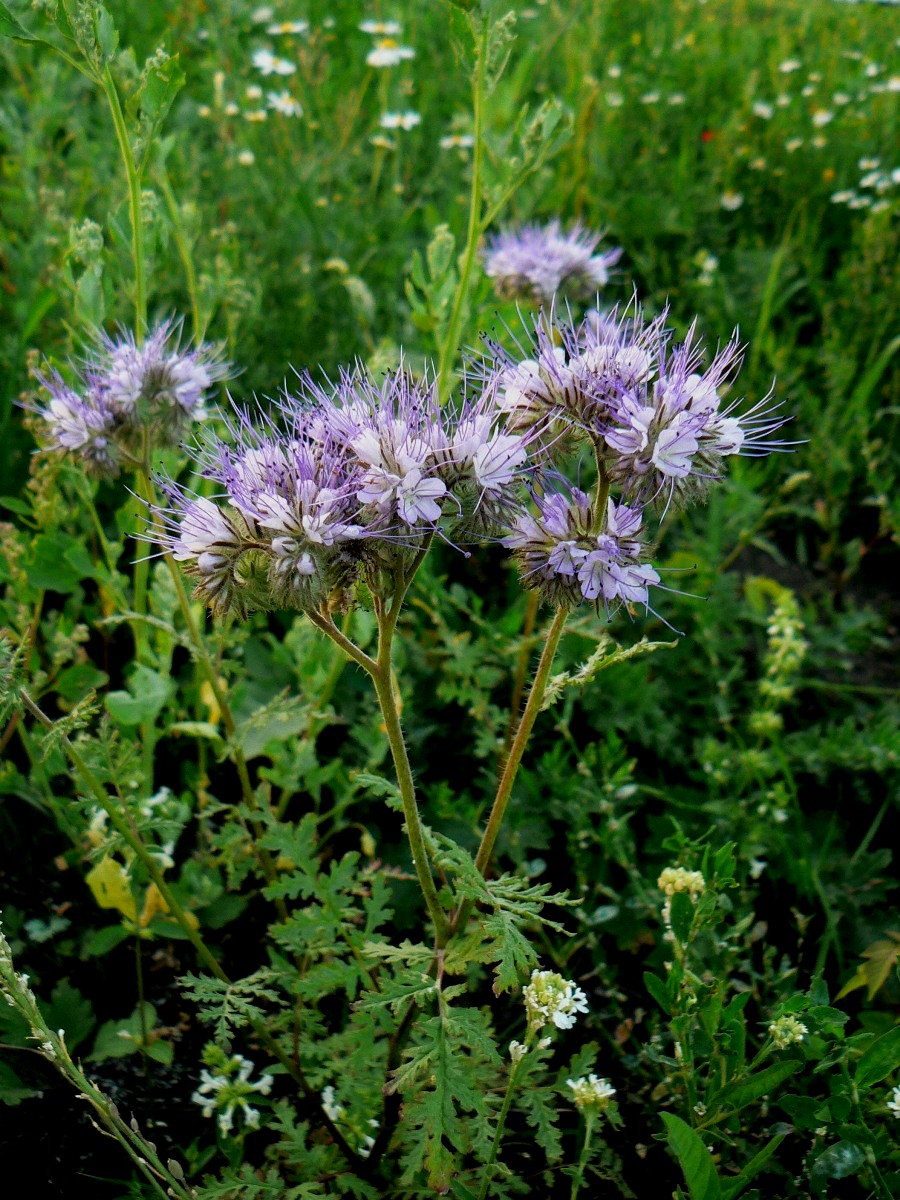 Image of Phacelia tanacetifolia specimen.