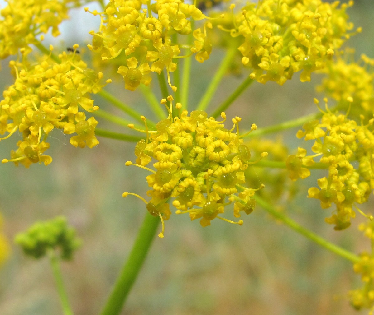 Изображение особи Pastinaca clausii.