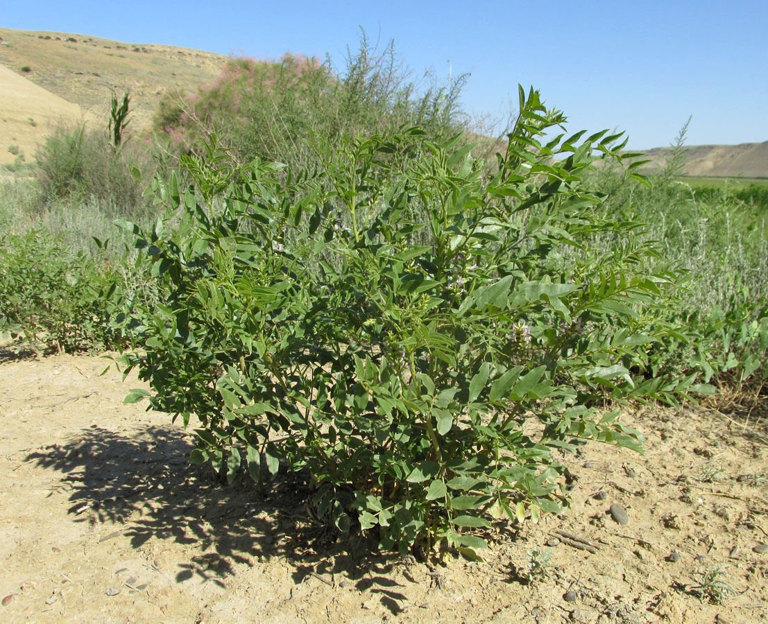 Изображение особи Glycyrrhiza glabra.