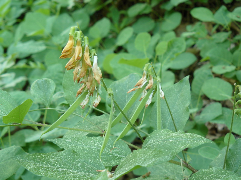 Изображение особи Lathyrus aureus.