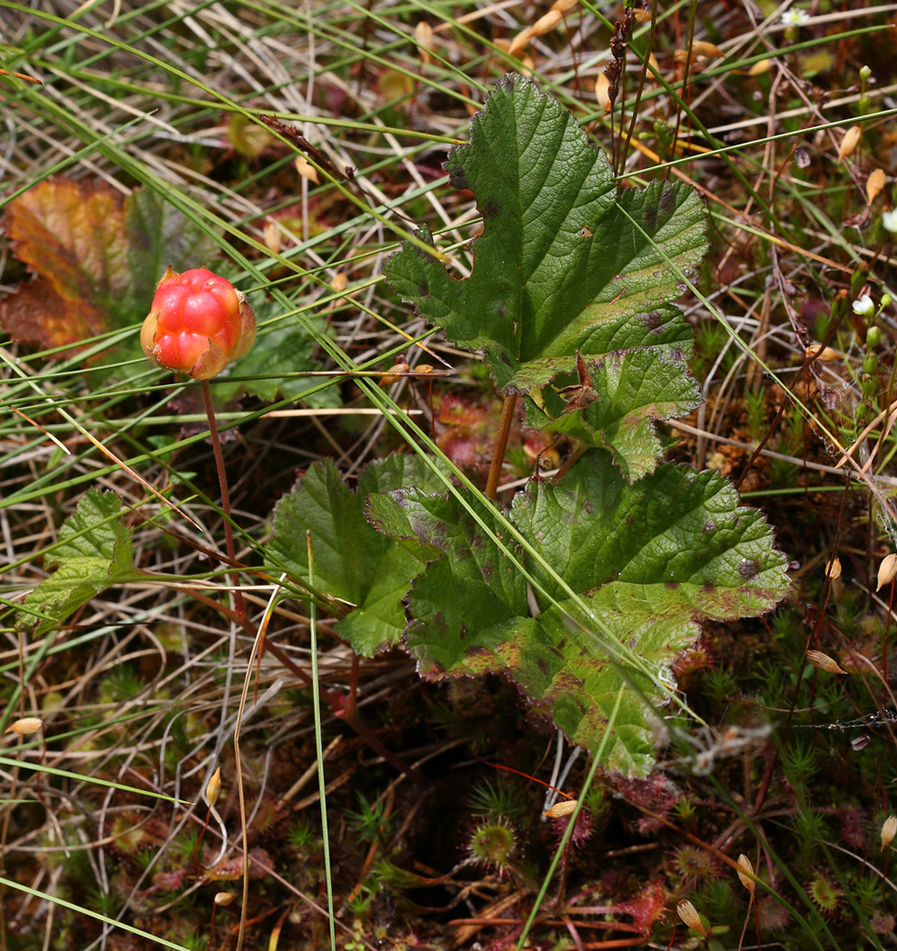 Изображение особи Rubus chamaemorus.