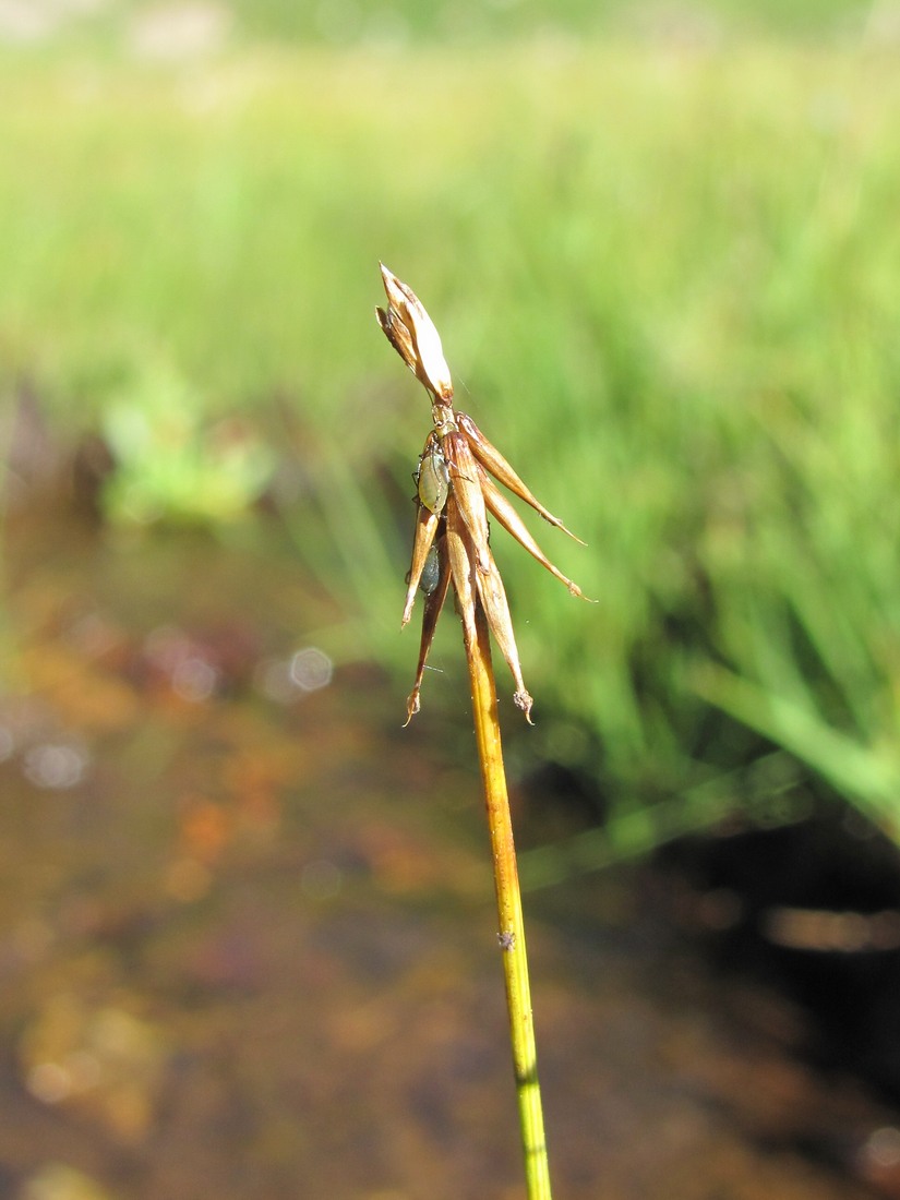 Image of Carex microglochin specimen.