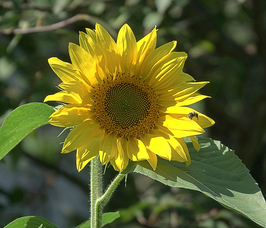 Изображение особи Helianthus annuus.