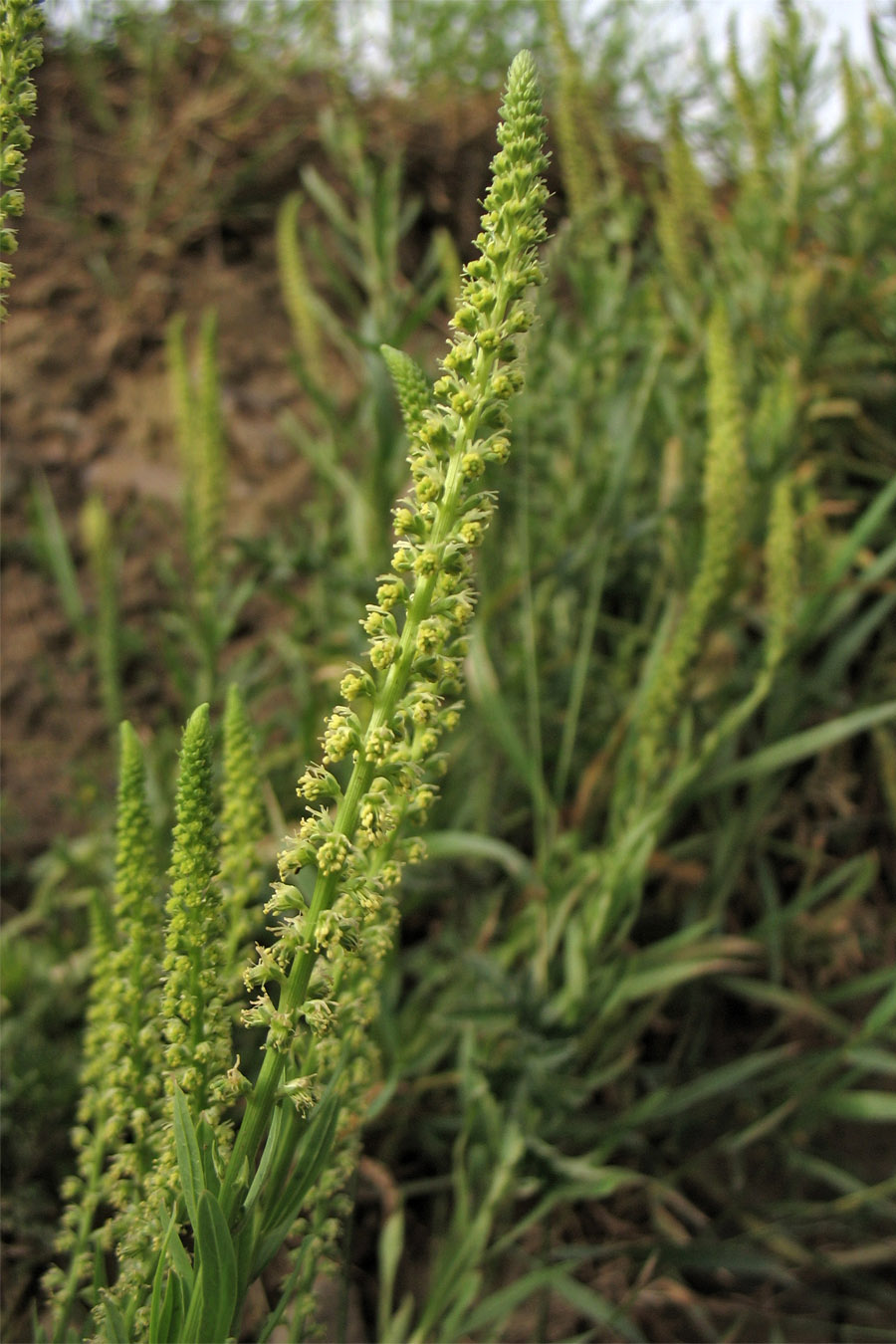 Image of Reseda luteola specimen.
