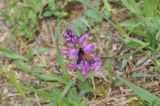 genus Polygala. Верхушка цветущего растения с кормящейся бабочкой-пестрянкой. Грузия, Боржоми-Харагаульский национальный парк, маршрут №1; гребень горного отрога, ≈ 1700 м н.у.м, луг. 26.05.2018.