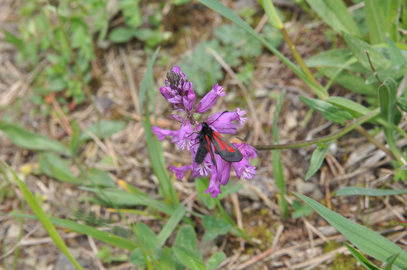 Изображение особи род Polygala.