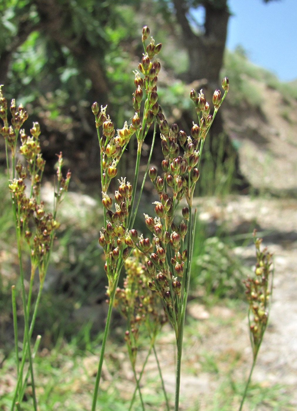 Image of Juncus gerardi specimen.