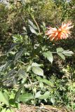 Dahlia &times; cultorum