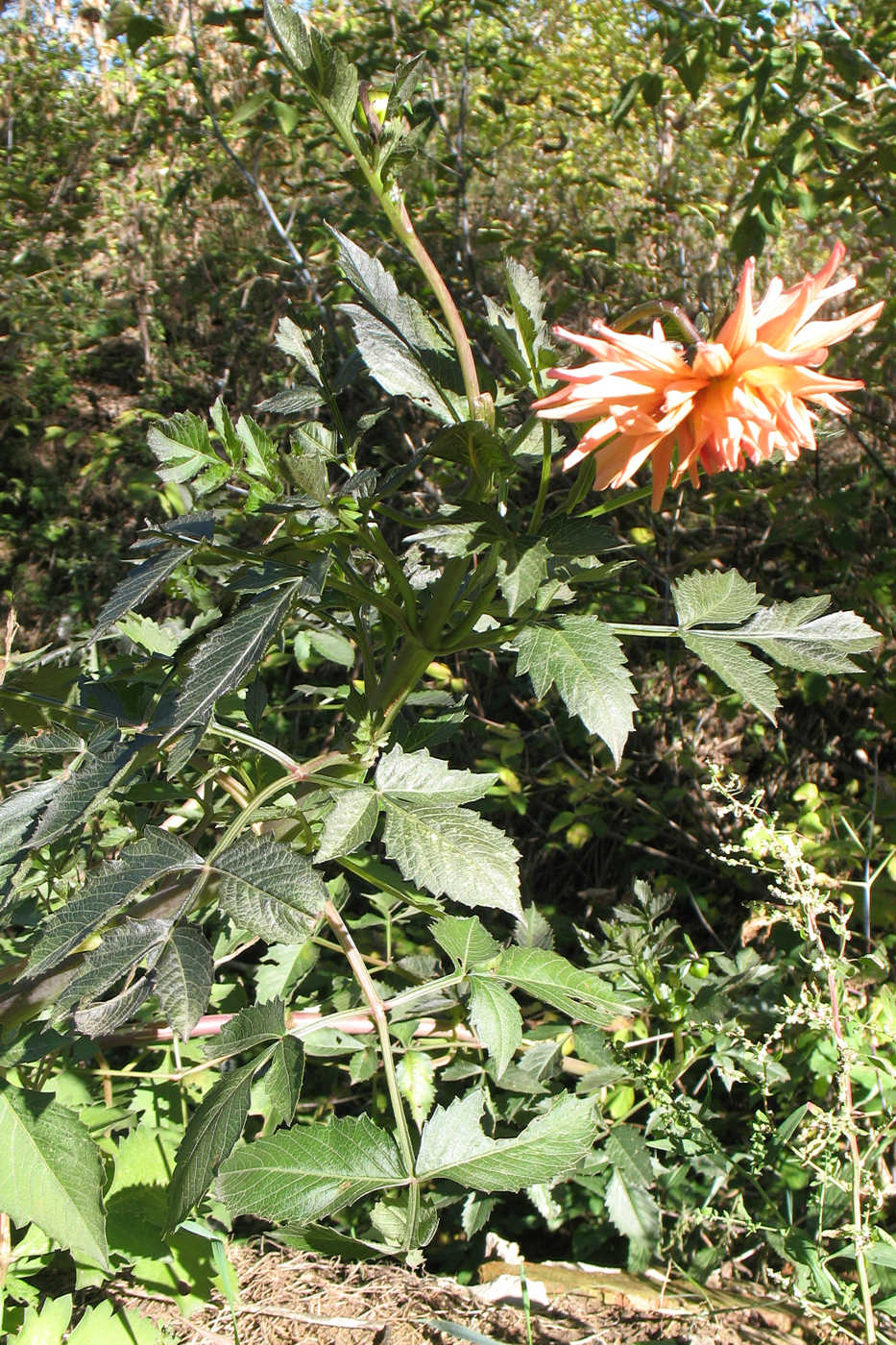 Image of Dahlia × cultorum specimen.
