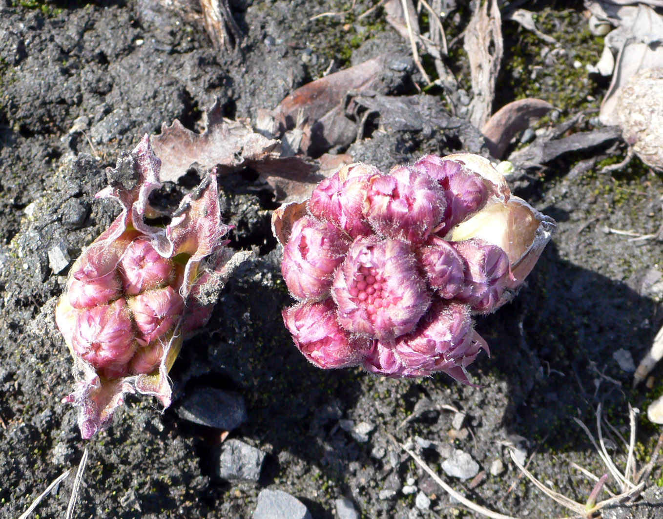 Image of Petasites frigidus specimen.