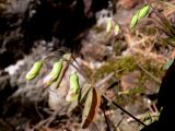 Lathyrus humilis. Бутоны. Свердловская обл., окр. г. Североуральск, скалы Три Брата, сосняк с лиственницей. 20.05.2010.